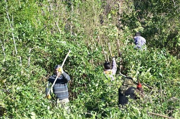 Köy halkı bayram etti! Avrupa ve Amerika'ya 300 ton gönderildi